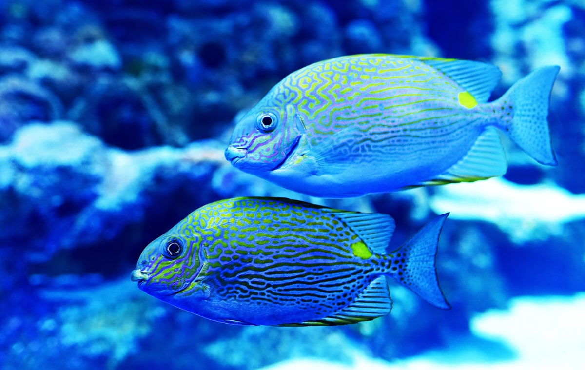 Marine fish outlet suppliers