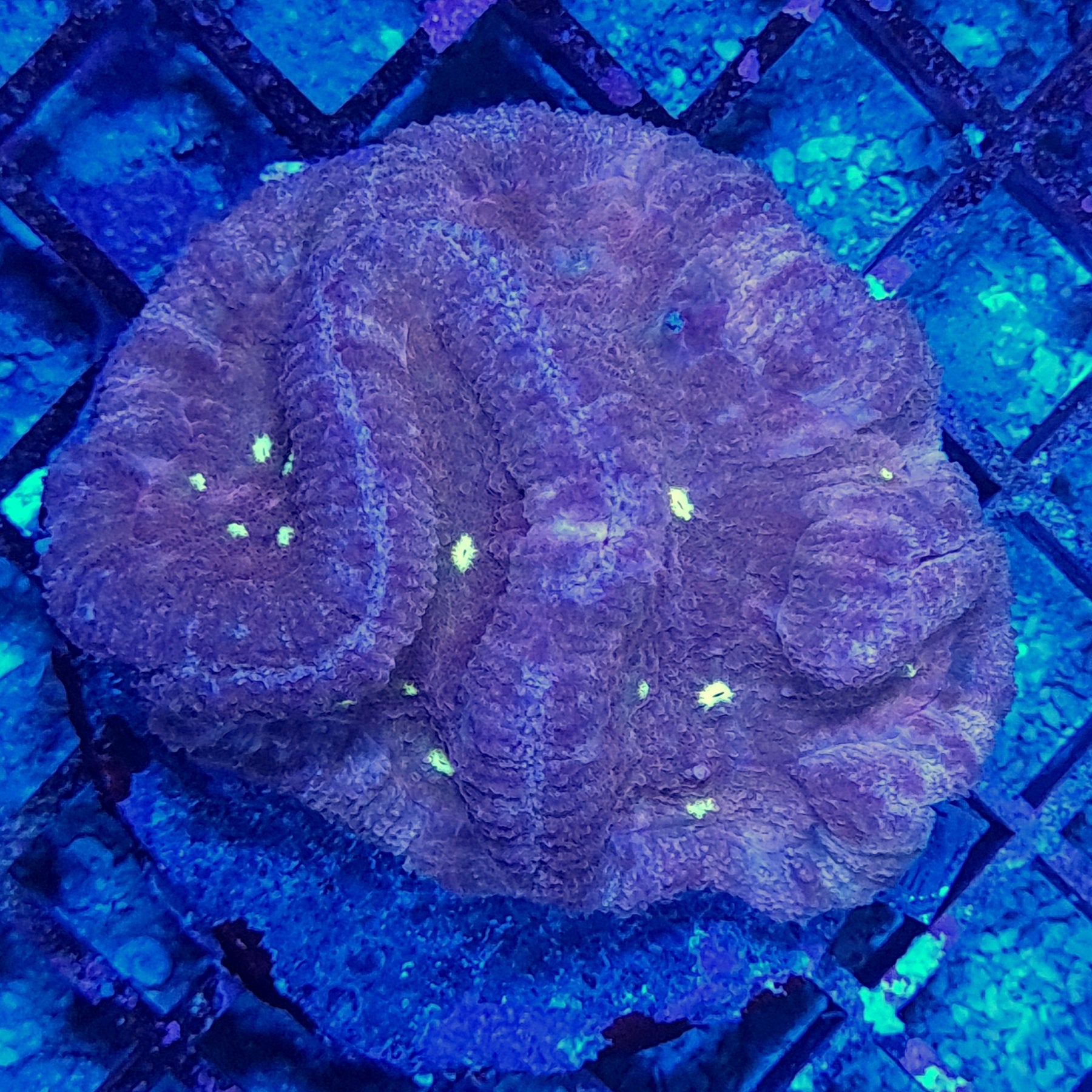 Yellow Spot Symphyllia LPS Coral – Essex Marine Aquatics