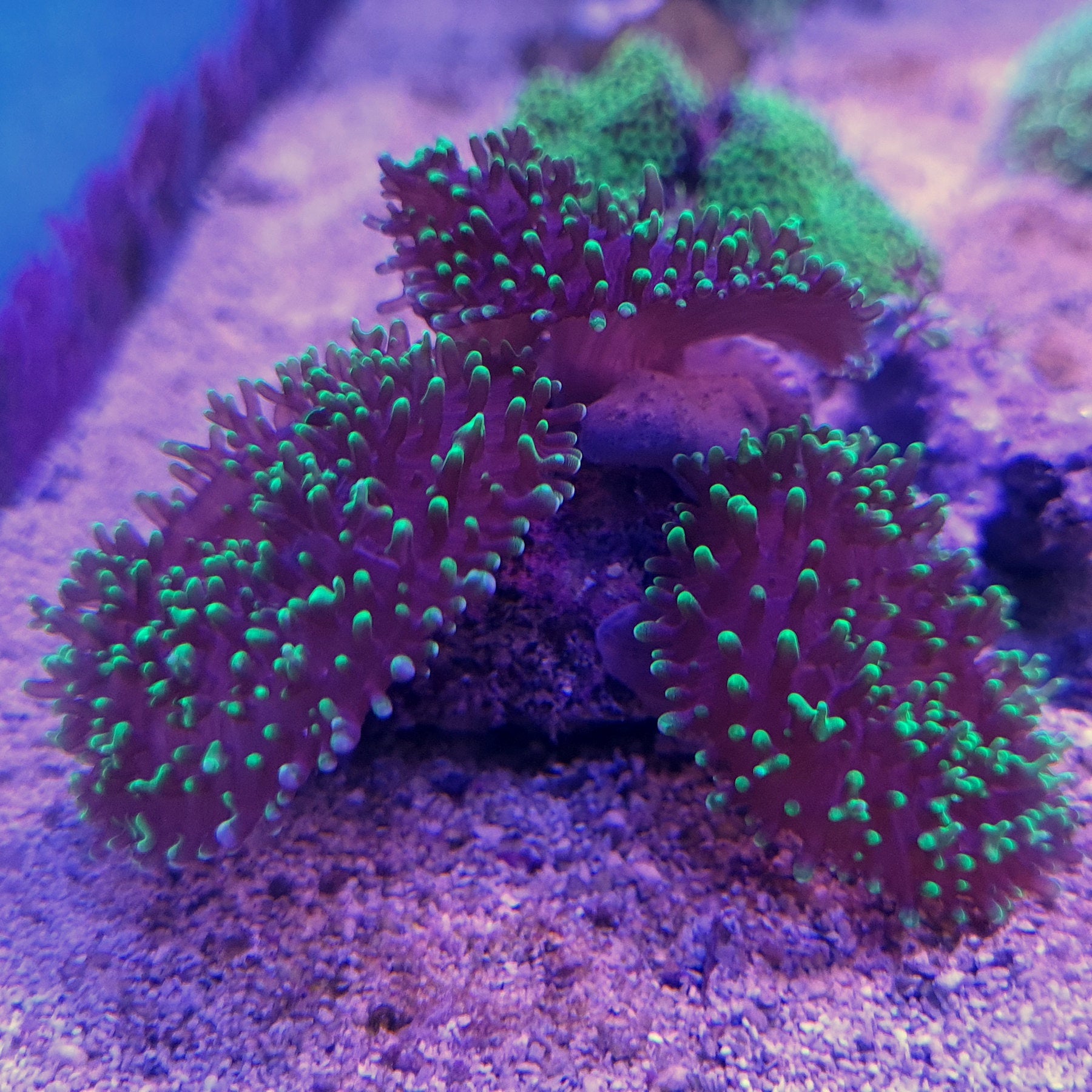 Green Fuzzy Mushrooms Coral on Live Rock (Rhodactis sp.) – Essex Marine ...