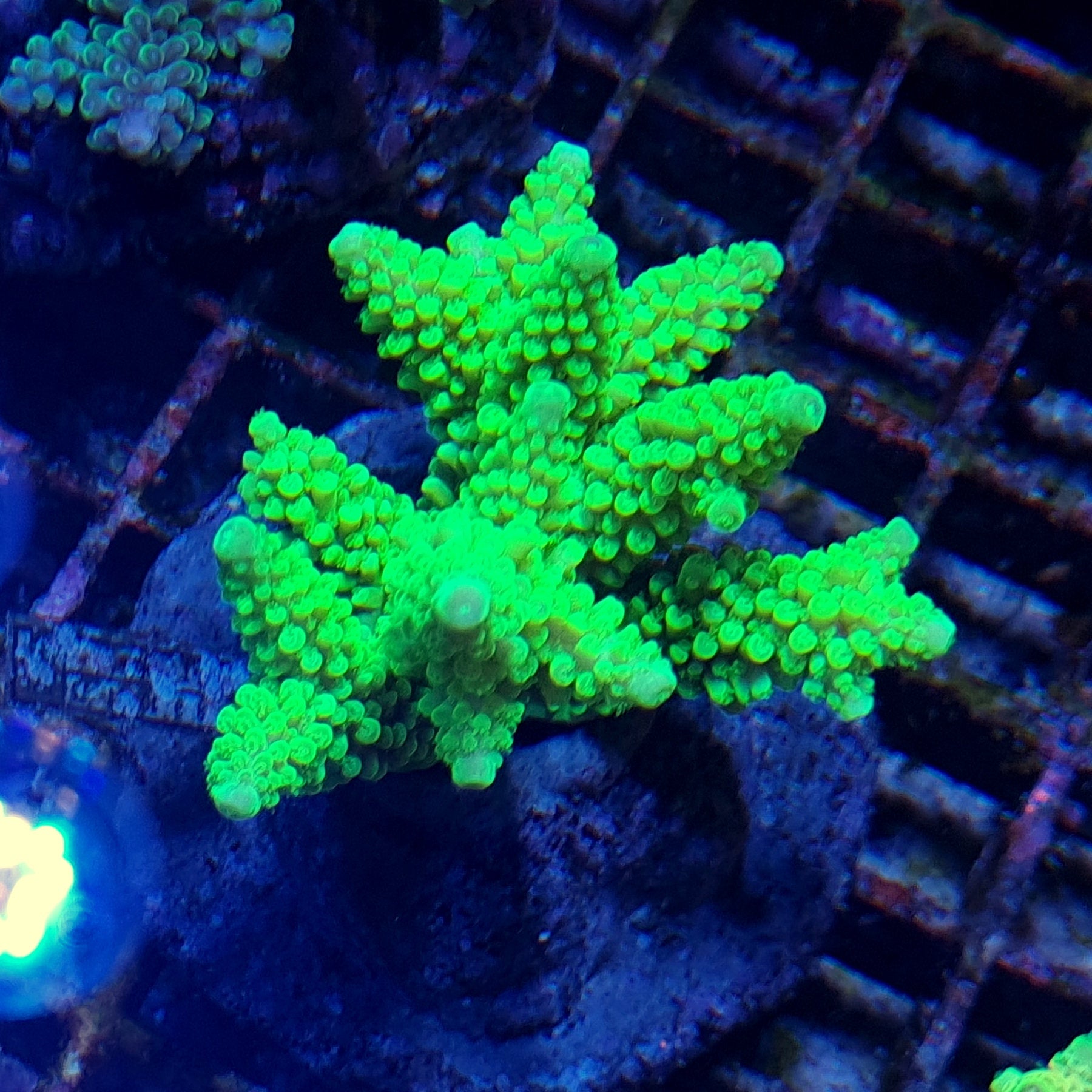 Acropora gomezi Ultra Fluro Yellow SPS – Essex Marine Aquatics