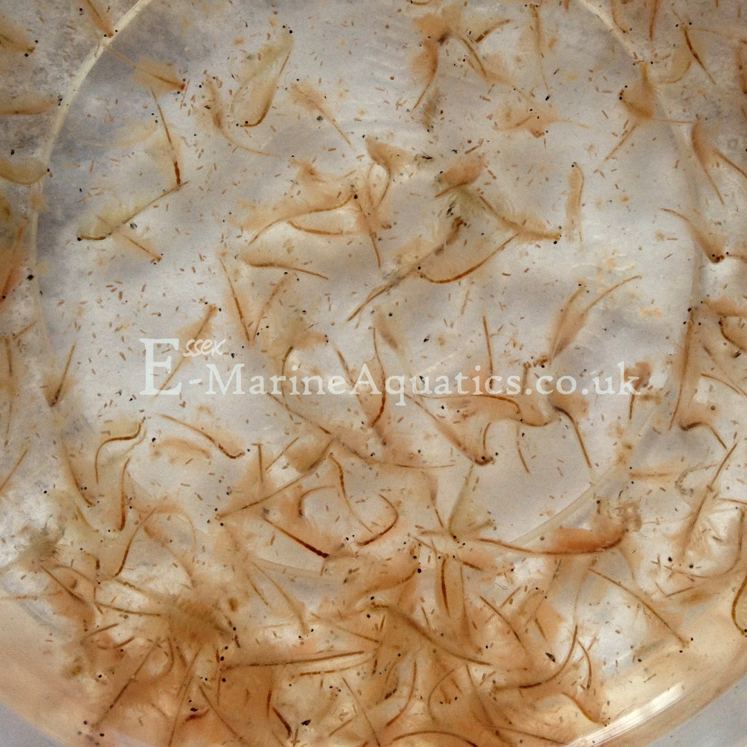 Artemia Brine Shrimp Live Marine Aquarium Fish Food Essex Marine Aquatics