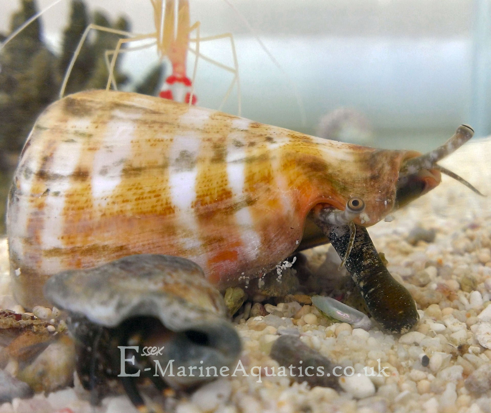 Strawberry Conch (Strombus luhanus ) – Essex Marine Aquatics